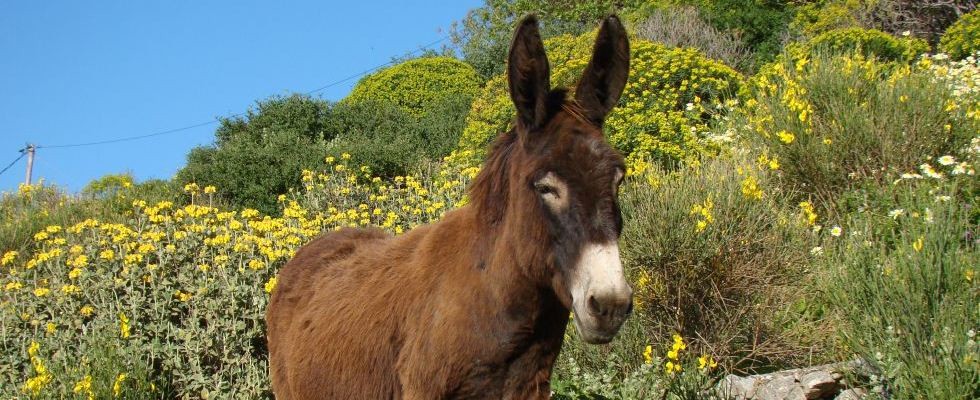 Amorgos Greek donkey
