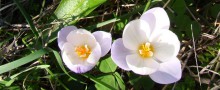 Greek flowers on Amorgos